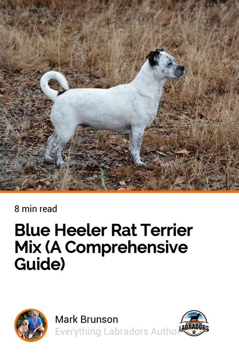 Blue Heeler Rat Terrier Mix A Comprehensive Guide Labrador Retriever