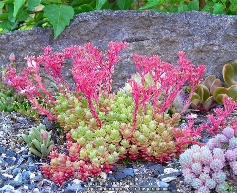 Types Of Sedum Plants