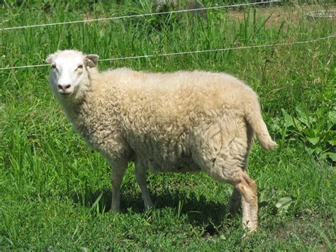 Redbud Lane Farm Sheep For Sale White Yearling Ewes