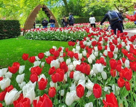 Da Amsterdam Tour Dei Tulipani Keukenhof E Tour Della Citt Di Delft