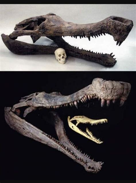 The size comparison of a Sarcosuchus and a Nile crocodile skull, and a ...