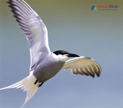 Black Bellied Tern Nepal Desk