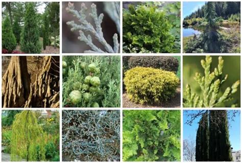 14 Different Types of Cypress Trees & Their Identifying Features