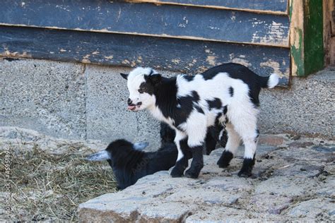 young goats in berlin petting zoo. totally playful Stock Photo | Adobe Stock