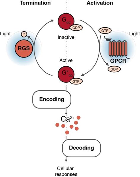 Figure 1 2 From Decoding Calcium Encoding Through Bi Directional