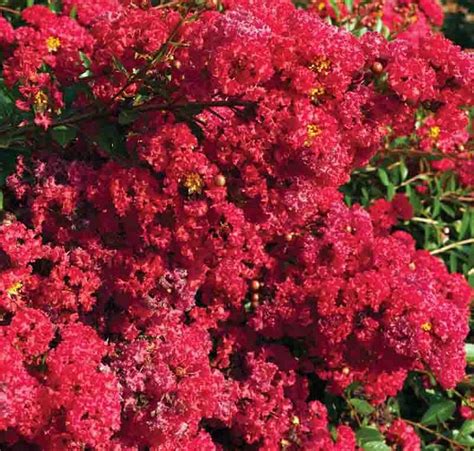 Lagerstroemia Cherry Dazzle® Crape Myrtle Garden