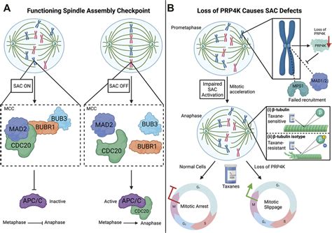 The Spindle Assembly Checkpoint Sac And Impact Of Prp K Loss On The