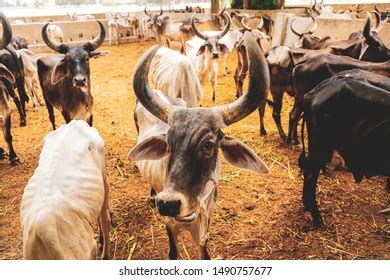 Indian Dairy Farming Indian Cattle Stock Photo (Edit Now) 1490757677