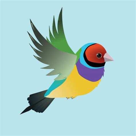 Drawing Of The Gouldian Finch Illustrations Royalty Free Vector Graphics And Clip Art Istock