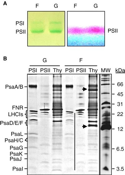 psi  psii subunit profiles  native  sds page gels  psi