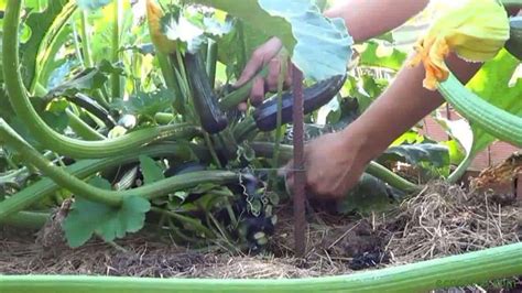 Como Podar Y Entutorar Los Calabacines Ecocosas