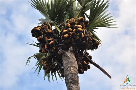 The Palmyrah Palm Tree The Palmyrah Palm Tree Borassus Fl Flickr