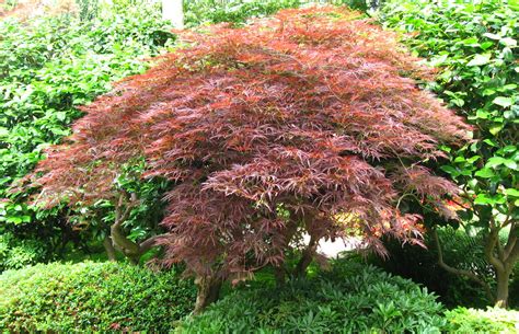 Comment Cultiver Un ERABLE DU JAPON ACER PALMATUM 46 OFF