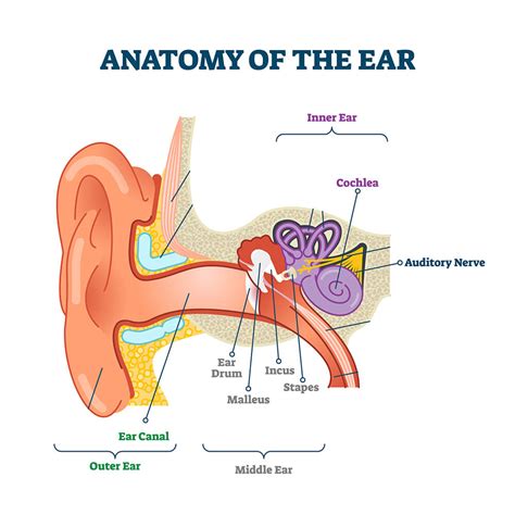 How Does Hearing Work Better Hearing Speech Center In Buffalo Ny