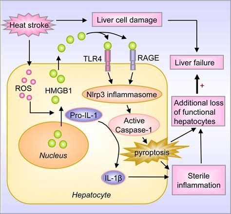 Heatstroke Induces Liver Injury Via Il 1β And Hmgb1 Induced Pyroptosis