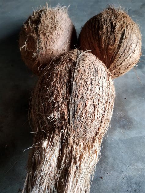 A Grade Kumbakonam Semi Husked Coconut Packaging Size 75 Kg Coconut