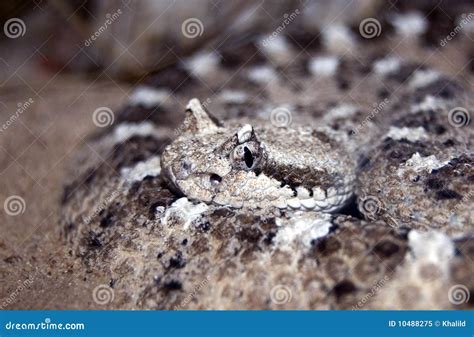 Sidewinder Snake In The Namib Desert Royalty-Free Stock Photography ...