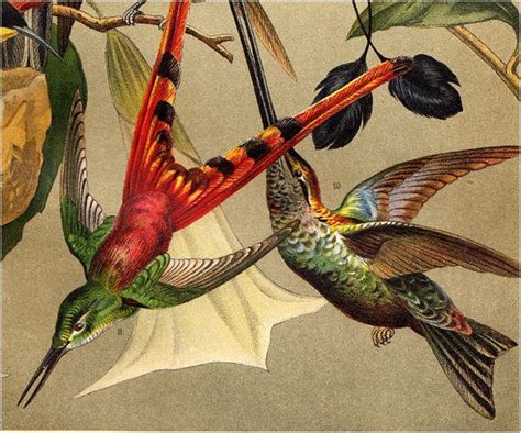 1900s Georgeous Antique Hummingbirds Lithograph Beautiful Etsy