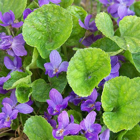 Qauzuy Garden Semillas De Violeta Inglesa Dulce Viola Odorata