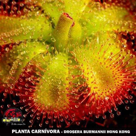 Compre Agora Sua Planta Carn Vora Drosera Burmanni E Livre Se De Pragas