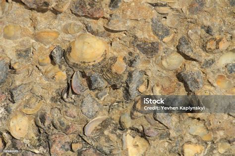 Seashells In Concrete Closeup Stock Photo Download Image Now