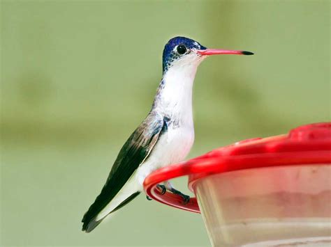 Violet-crowned Hummingbird - eBirdr