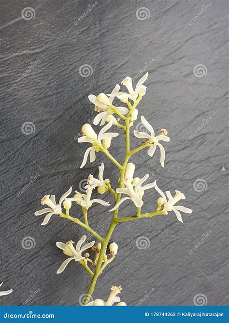 Neem Flowers Isolated On White Background Siamese Neem Tree Nim