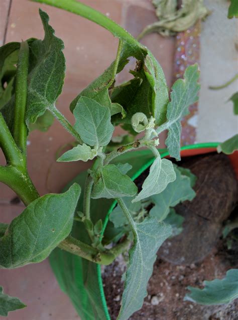 Eggplant Brown Holes In Indian Eggplant