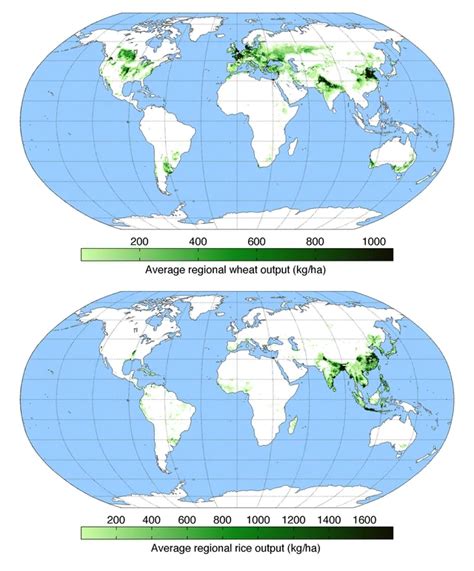 Wheat Vs Rice Map Where Is Each Grown In The World