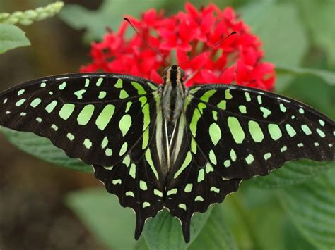 Green and Black Butterfly.