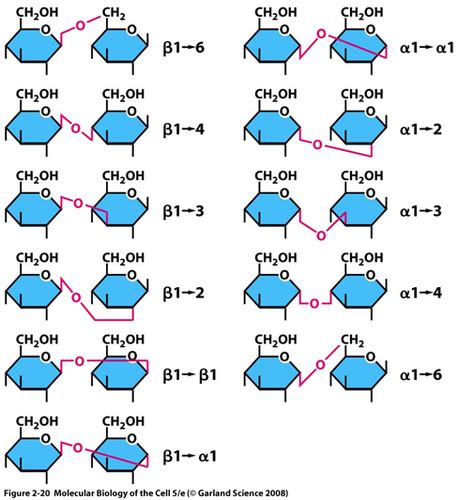 How Cells Get Their Energy Flashcards Quizlet