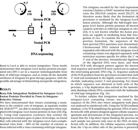 Schematic Of The Protocol Used To Sequence Viral Cellular Dna Junctions