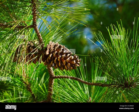 Usa Georgia Stone Mountain Close Up Of Pine Cone Stock Photo Alamy