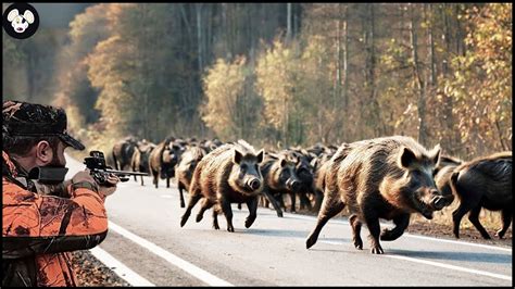 How Spanish Farmers Deal With Millions Of Wild Boars And Other Invasive Species Youtube