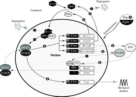 Simplified Molecular Model Of The Mammalian Circadian Clock Negative