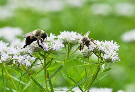 2019 Wildflower Of The Year North Carolina Botanical Garden