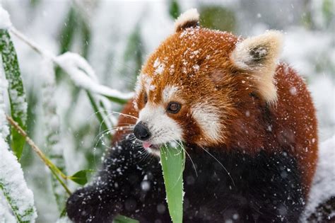 wallpaper panda, red panda, snow, walk HD : Widescreen : High ...