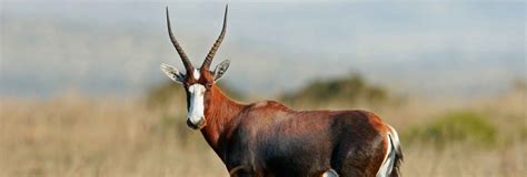 Hunting Bontebok In South Africa Somerby Safaris