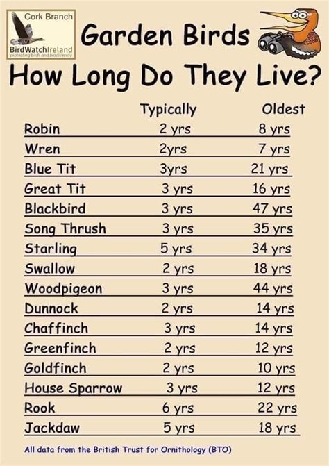 How Long Do Garden Birds Live Average Age Vs Oldest Known Age Coolguides