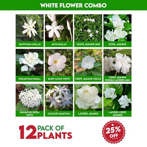 White Flowers Plants Combo - Santhi Online Plants Nursery