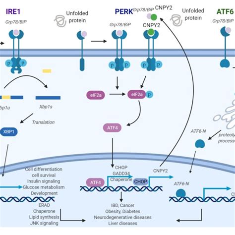 General Roles Of Unfolded Protein Response Upr Pathways Endoplasmic