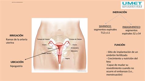 Cuidados De Enfermeria En Paciente Con Histerectomia Ppt