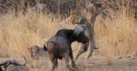 Buffalo Attacks Mating Lion Pictures Who Wins When Big Cat Is Interrupted At South Luangwa