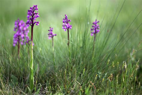 Tout Savoir Sur L Orchid E Sauvage Et Comment La Cultiver Vivons Maison