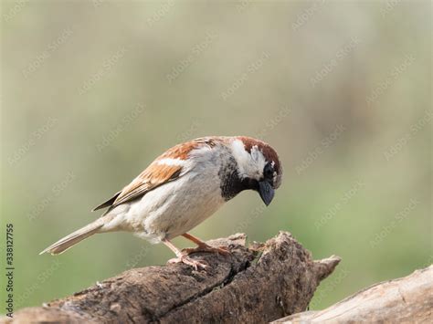 Gorrión macho mirando al suelo de perfil posado en un tronco de árbol