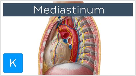 Anterior Mediastinum Anatomy