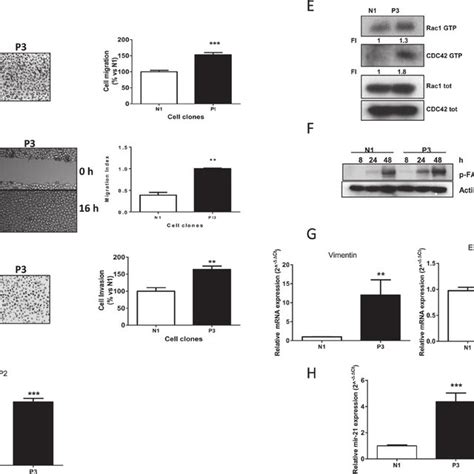 Increased Migration Invasion Properties And Emt Induction In Cells