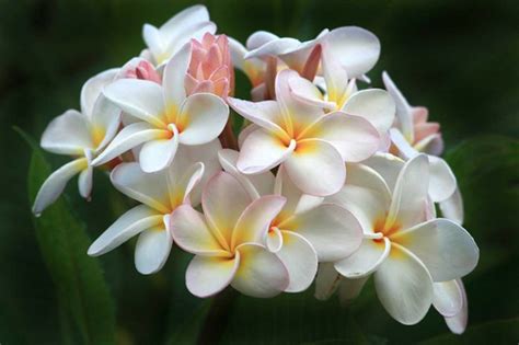 Soft Plumeria Bunch - Hawaii Pictures | Hawaii flowers, Plumeria ...