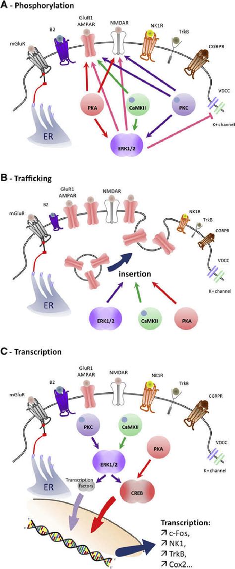 Contribution Of PKC CaMKII PKA And ERK Activation To Central