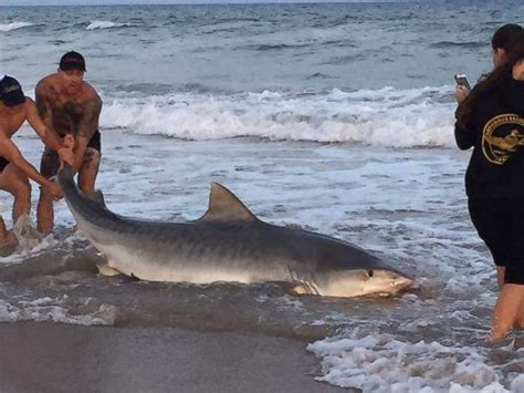 Researchers Catch An 11 Foot 7 Inch Tiger Shark While Fishing In North